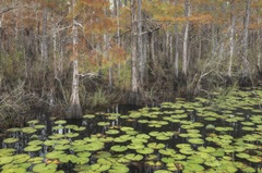 Bayou Autumn