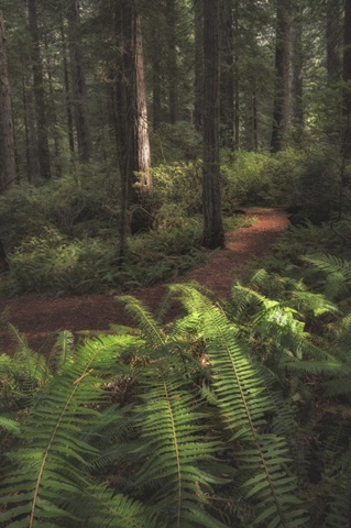 Fern Lined Path