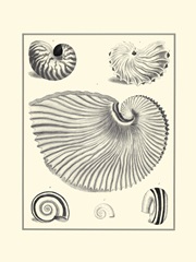 B&W Studies in Symmetry II