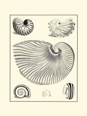 B&W Studies in Symmetry II