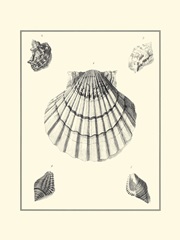 B&W Studies in Symmetry III