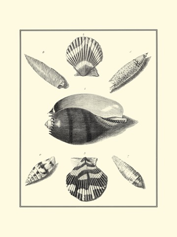 B&W Studies in Symmetry VI
