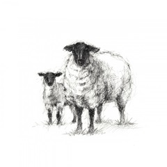 Charcoal Sheep Study I