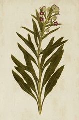 Botanical Impression I