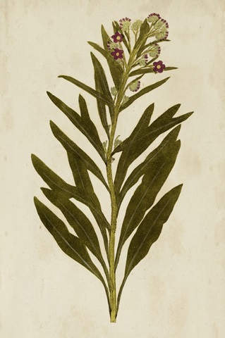 Botanical Impression I