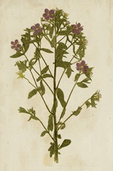 Botanical Impression II