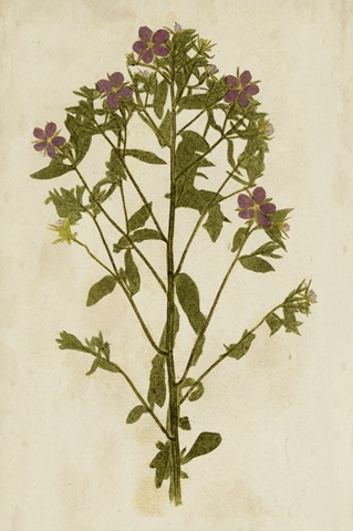 Botanical Impression II