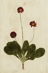 Botanical Impression III