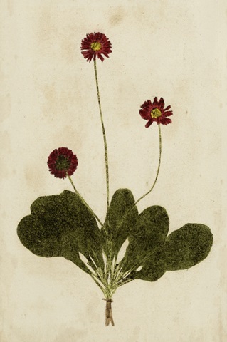 Botanical Impression III