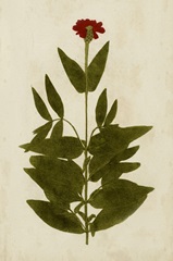 Botanical Impression IV