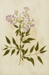 Botanical Impression V