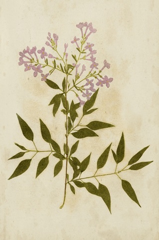 Botanical Impression V