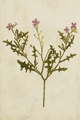 Botanical Impression VI