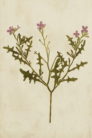 Botanical Impression VI