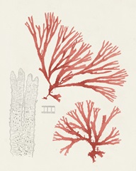 Vintage Coral Study I