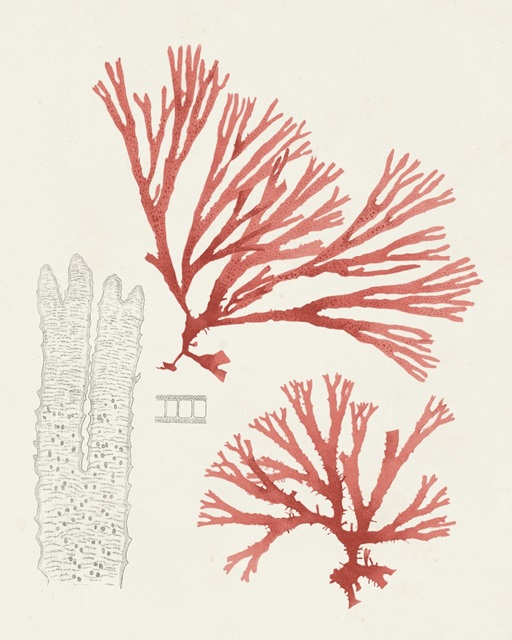 Vintage Coral Study I