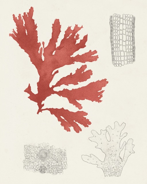 Vintage Coral Study III