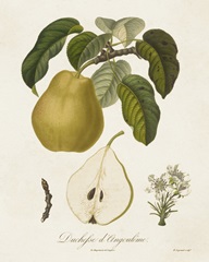 Vintage Pears I