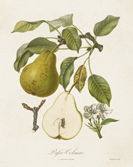 Vintage Pears II
