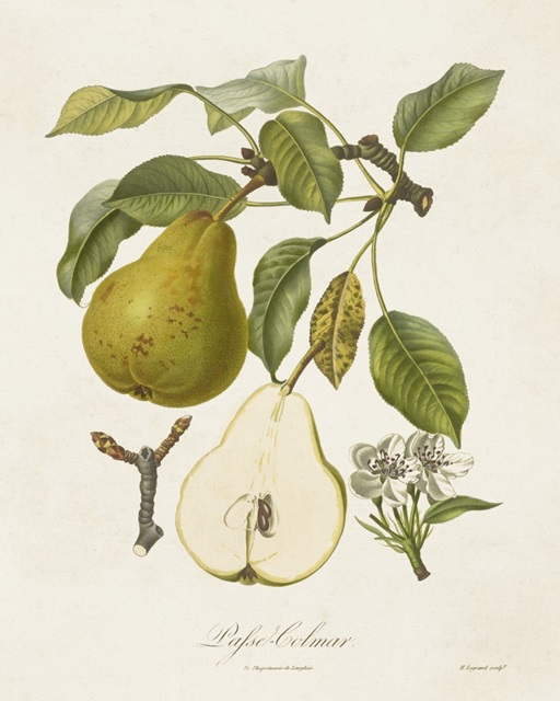 Vintage Pears II
