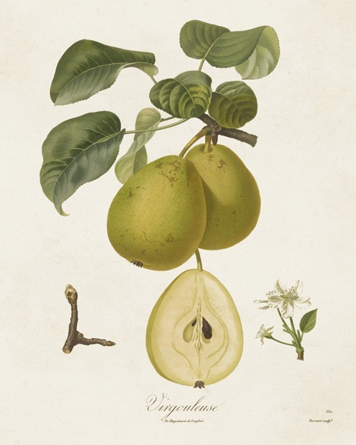 Vintage Pears III