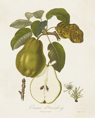 Vintage Pears IV