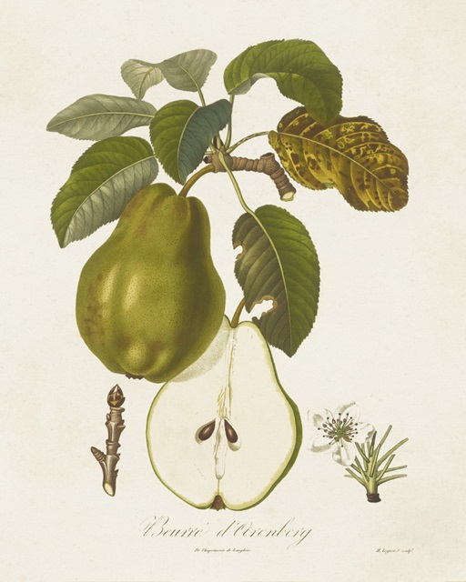 Vintage Pears IV