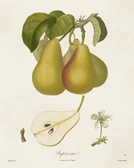 Vintage Pears V