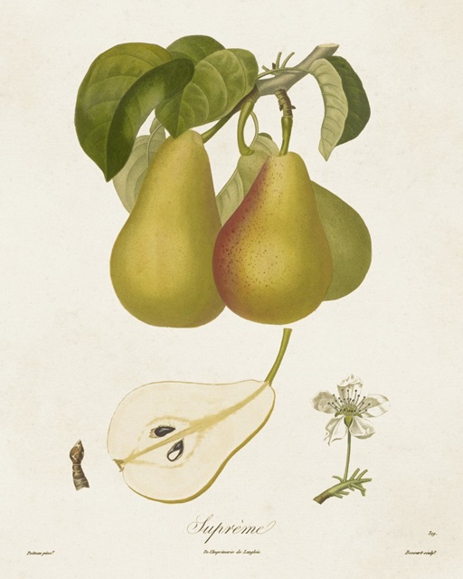 Vintage Pears V