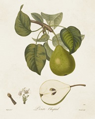 Vintage Pears VI