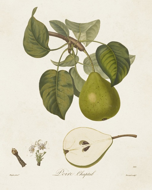 Vintage Pears VI