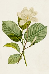 Magnolia Flowers I