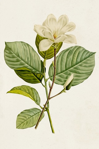 Magnolia Flowers I
