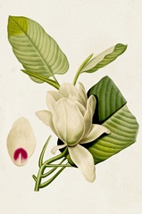 Magnolia Flowers II