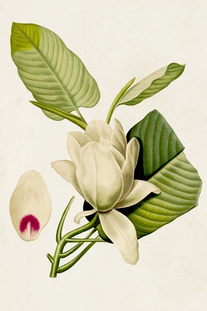 Magnolia Flowers II