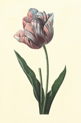 Boudoir Flower I