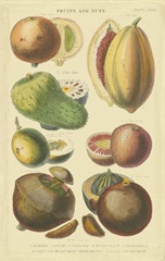 Fruits and Nuts I