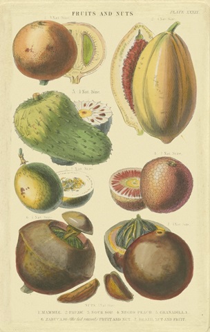 Fruits and Nuts I