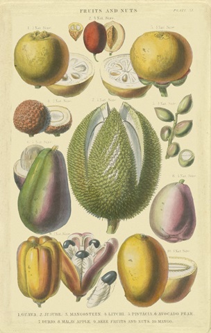 Fruits and Nuts II