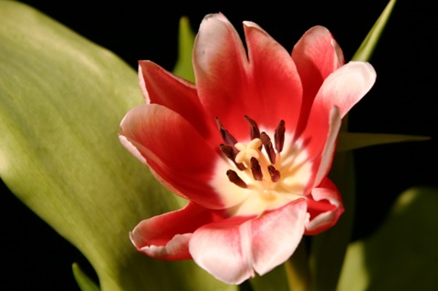 Red Tulip II