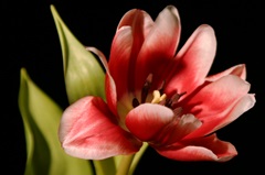 Red Tulip III