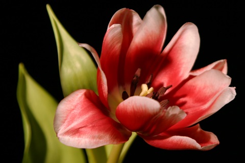 Red Tulip III