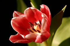 Red Tulip IV