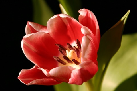 Red Tulip IV