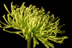 Small Fuji Mum III