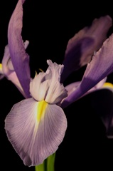 Small Sweet Iris I