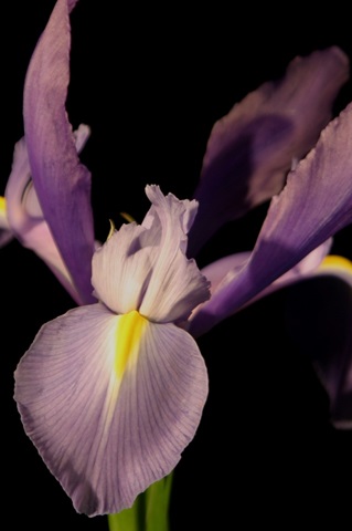 Small Sweet Iris I