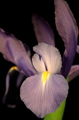 Small Sweet Iris II