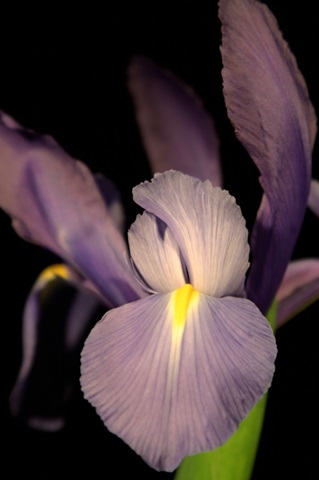 Small Sweet Iris II
