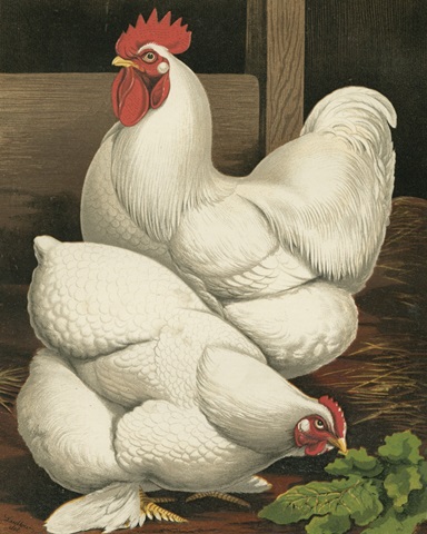 Cassell's Roosters I